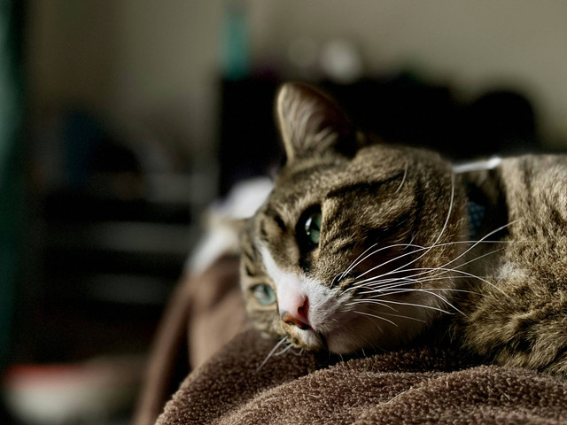 Ilustrasi Tanda Kucing Sedang Sedih. Sumber: Unsplash