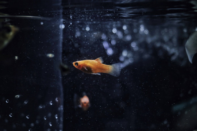 Ilustrasi Umur Ikan Guppy. Sumber: Unsplash