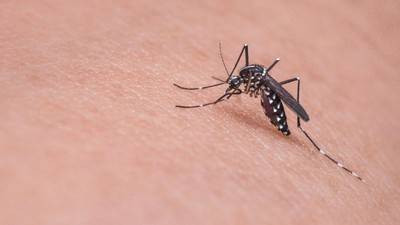 Ilustrasi Nyamuk Aedes Aegypti. Foto: Pixabay
