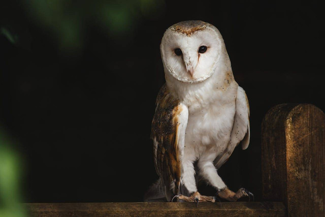 ilustrasi burung hantu. Sumber foto: Pexels