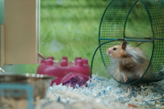 Ilustrasi hamster. Sumber foto: Unsplash