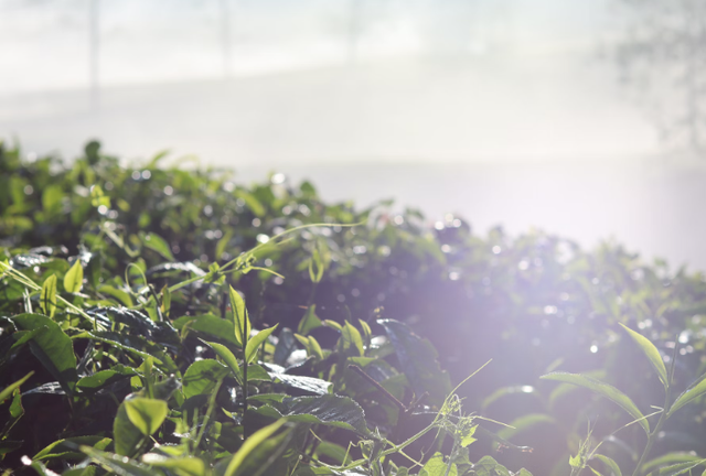 Warung kabut ciwidey. Foto hanya ilustrasi, bukan tempat sebenarnya. Sumber: Unsplash/Riyadi Kosasih