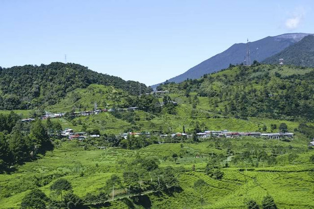 Kebun Teh Tambi Wonosobo (Foto hanya ilustrasi, bukan tempat sebenarnya) Sumber: unsplash.com/ Alvian Hasby