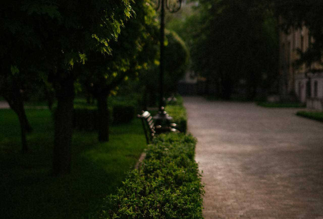 ilustrasi tanaman pagar. Sumber foto: Pexels