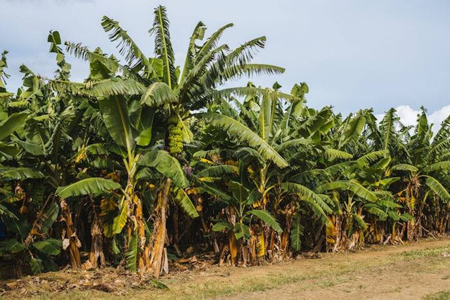 Ilustrasi Manfaat Air Batang Pisang. Sumber: unsplash.com/ Vije Vijendranath