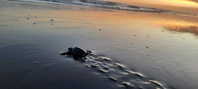 Ilustrasi seekor penyu mendarat di Pantai Goa Cemara, Bantul. Foto: Kelompok Masyarakat Penggerak Konservasi Penyu Pantai Goa Cemara