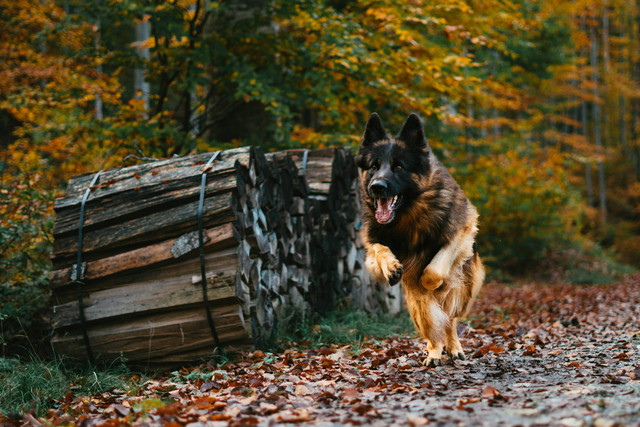 Ilustrasi Anjing Gembala Jerman. Sumber: Unsplash