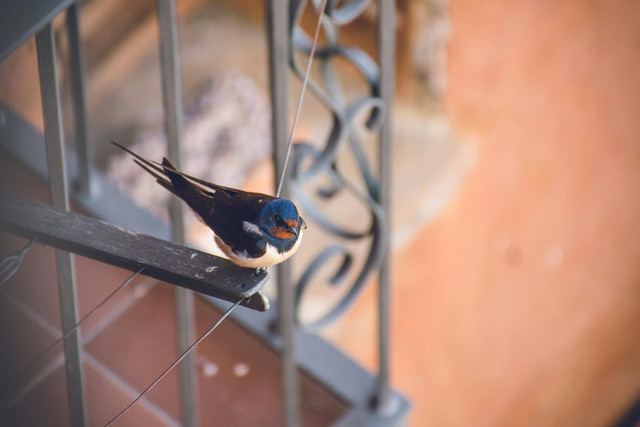 Foto Hanya Ilustrasi: Keuntungan Beternak Burung Walet. Sumber: Philip Ackermann/Pexels.com