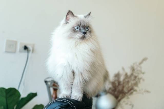 Ilustrasi makanan kucing terbaik, sumber foto: Tranmautritam by pexels.com