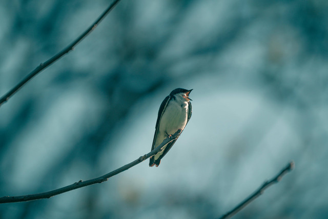 Foto Hanya Ilustrasi: Peralatan Budidaya Burung Walet. Sumber: Chris F/Pexels.com
