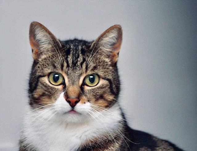 Ilustrasi Ciri-ciri FIP Kering pada Kucing. Foto: dok. Unsplash/Lloyd Henneman