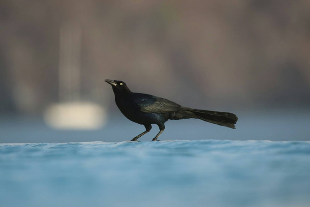 Ilustrasi burung kacer. Sumber foto: Unsplash