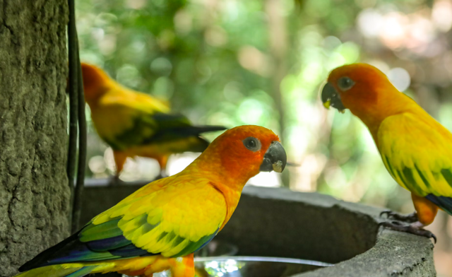 Taman burung di bandung. Foto hanya ilustrasi, bukan tempat sebenarnya. Sumber: Unsplash/Rigel