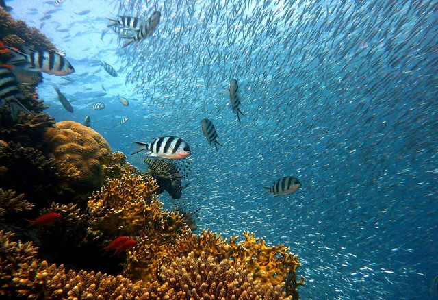 Ilustrasi apakah ikan tidur. Foto: Pixabay