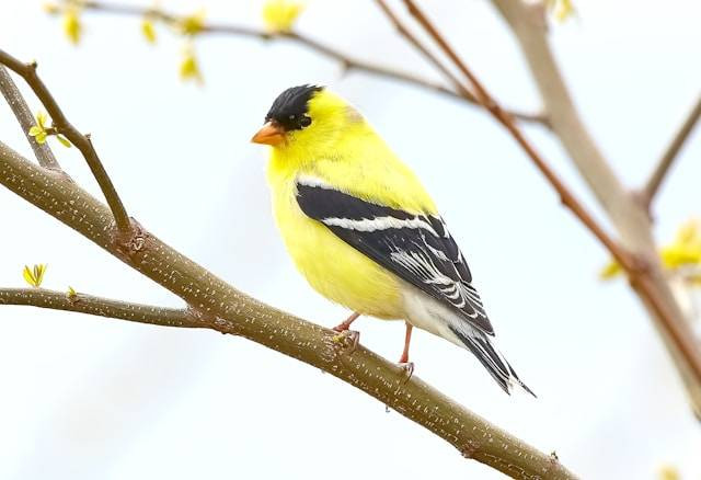 Ilustrasi Mengenal Burung Kenari Yorkshire. Foto: dok. Unsplash/Mathew Schwartz