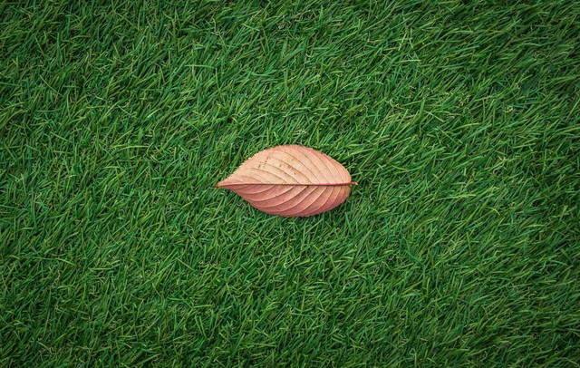 ilustrasi rumput Jepang. Sumber: Pexels