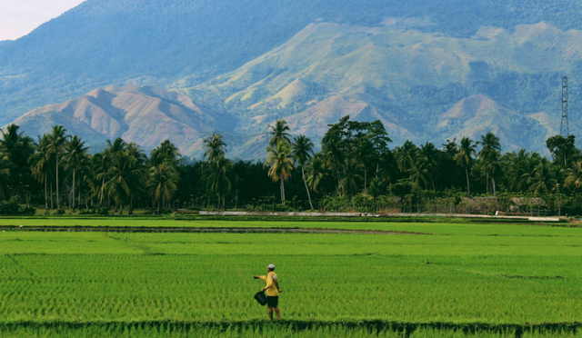Wisata sawah di garut. Foto hanya ilustrasi, bukan tempat sebenarnya. Sumber: Unsplash/Sandy Zebua