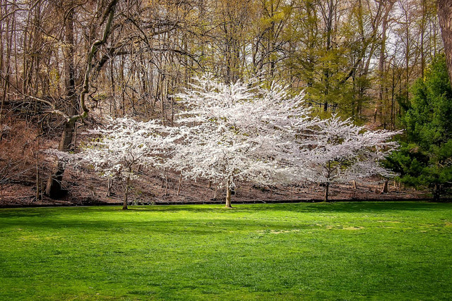 Ilustrasi Bagaimana Karakteristik Musim Semi. Sumber: Unsplash/Robert Thiemann