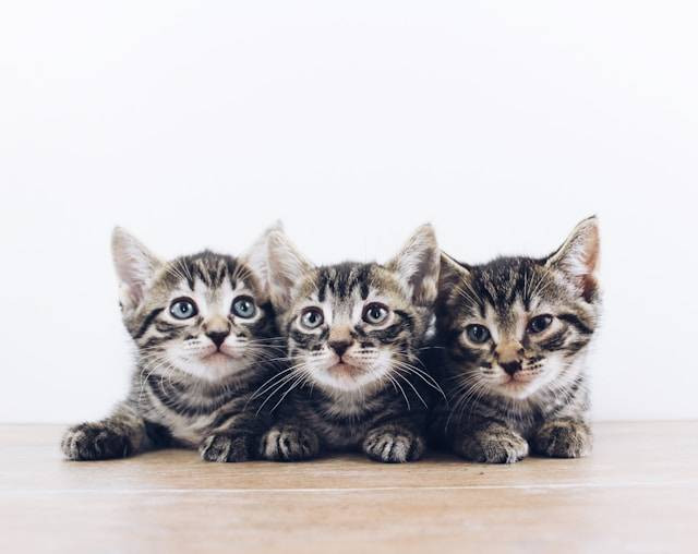 Kenapa Anak Kucing Tidur Terus? Foto Hanya Ilustrasi. Sumber Foto: Unsplash.com/The Lucky Neko