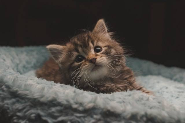 Kenapa Perut Anak Kucing Buncit? Foto Hanya Ilustrasi. Sumber Foto: Unsplash.com/Joe Cleary
