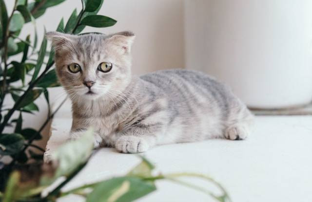 Bentuk Paw Kucing dan Sifatnya. Foto Hanya Ilustrasi. Sumber Foto: Unsplash.com/Tran Mau Tri Tam