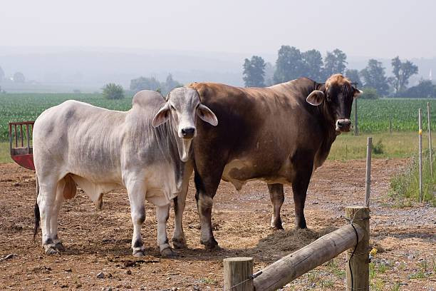 Ilustrasi Hewan Dari Huruf Z. Sumber: www.unsplash.com