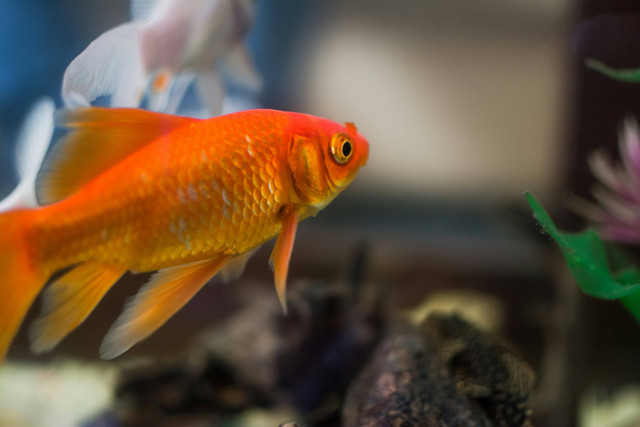 Ilustrasi Cara Mengobati Swim Bladder pada Ikan Mas Koki. Sumber: Unsplash