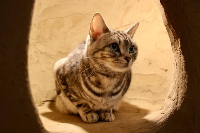 Ilustrasi faktor yang mempengaruhi pertumbuhan kucing, sumber foto: 犬 の口 by pexels.com