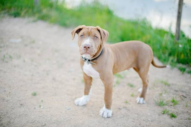 Ilustrasi karakteristik anjing pitbull, sumber foto: Anastasiya Vragova by pexels.com