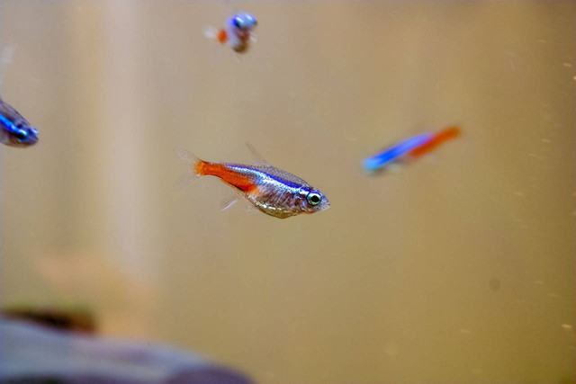 Ilustrasi ikan hias neon. Foto: Pixabay