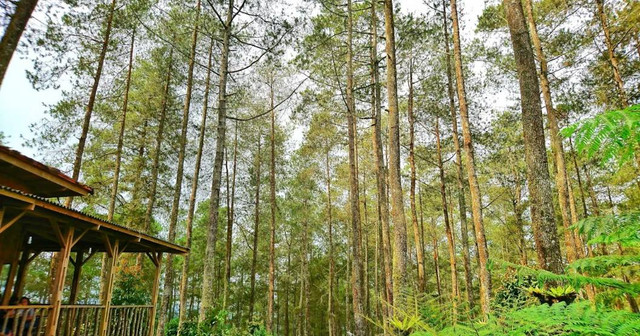 Hutan Mycelia wahana edukasi. Foto hanyalah ilustrasi bukan tempat sebenarnya. Sumber: Unsplash/Bimo Prasetyo