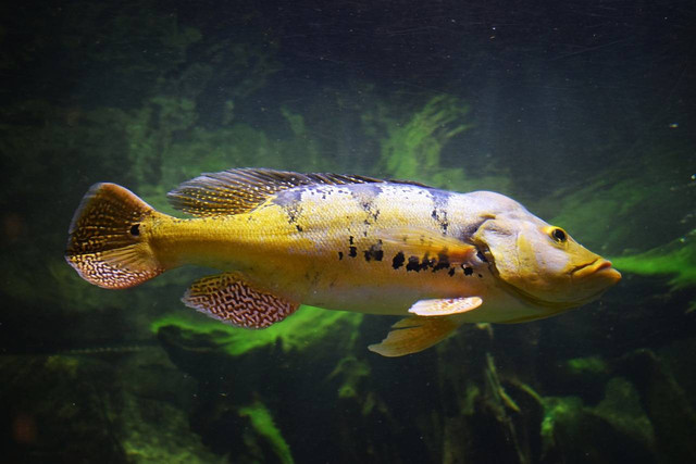 ilustrasi ikan palmas. Sumber foto: Pixabay