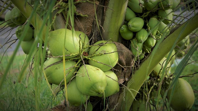 Ilustrasi Pohon Kelapa Pandan Wangi (sumber: shutterstock.com)