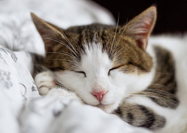 Ciri-ciri Kucing Bulu Panjang Britania. Foto Hanya Ilustrasi. Sumber Foto: Unsplash.com/Alexandru Zdrobău