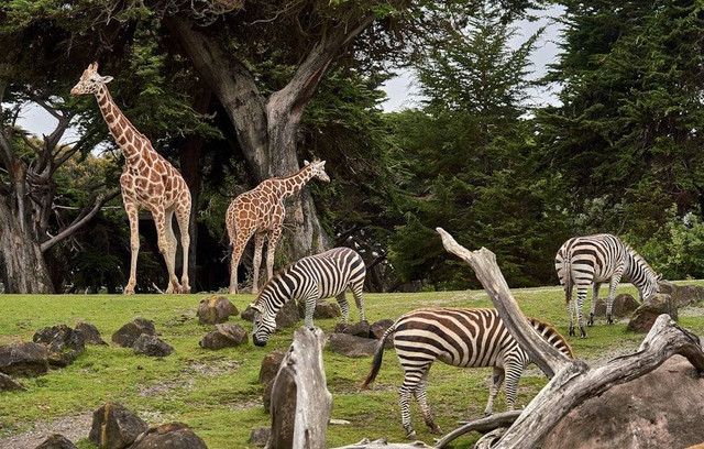 Foto Hanya Ilustrasi Tiket Masuk Central Park Zoo 2024, Bukan Tempat Sebenarnya Sumber Unsplash/Nikolay Tchaouchev