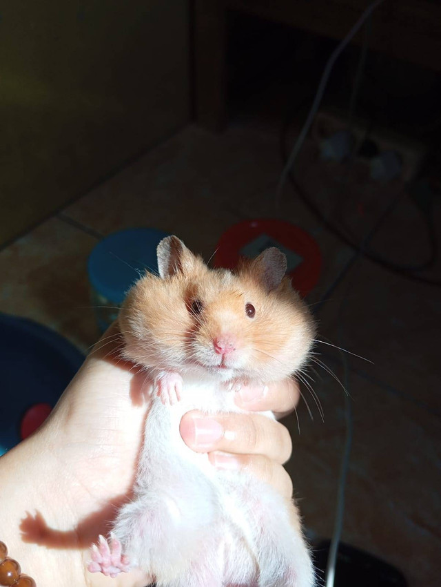 Potret hamster sedang menyimpan makanan di pipinya