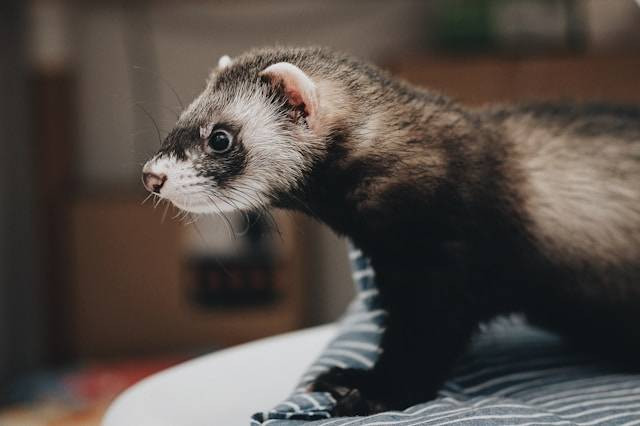 Ciri Musang Birahi. Foto Hanya Ilustrasi. Sumber Foto: Unsplash.com/Steve Tsang