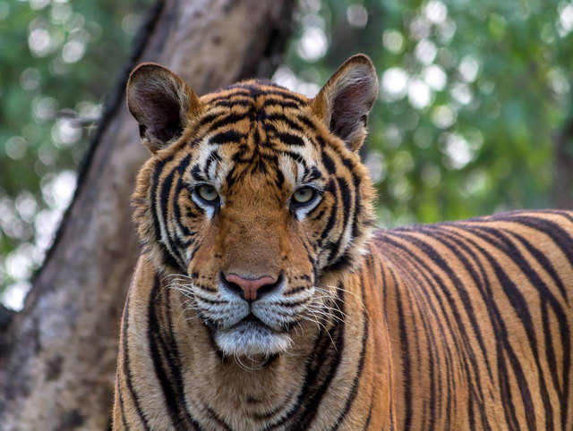 https://pixabay.com/id/photos/harimau-kucing-liar-licik-1822537/