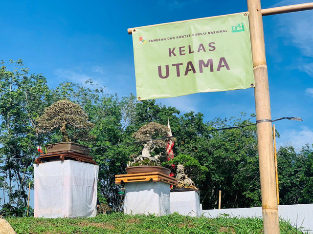 Pameran dan Kontes Bonsai Nasional di Tulang Bawang Barat, Jumat (26/4/2024) | Foto: Roza Hariqo / Lampung Geh