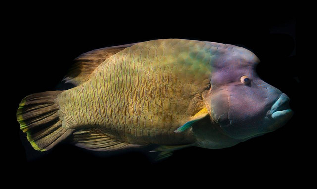 Ilustrasi fakta ikan napoleon. Sumber: pixabay