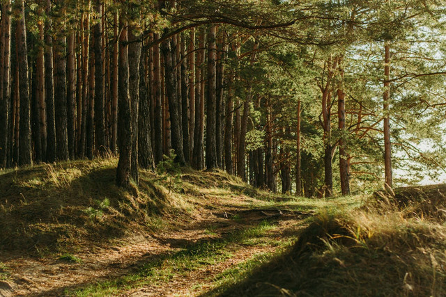 Locca Lodge Trawas. Foto Hanya Ilustrasi, Bukan Tempat Sebenarnya. Sumber Unsplash Irina Iriser