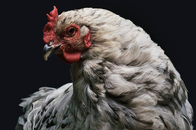 ilustrasi ayam kampung. Sumber foot: Pixabay