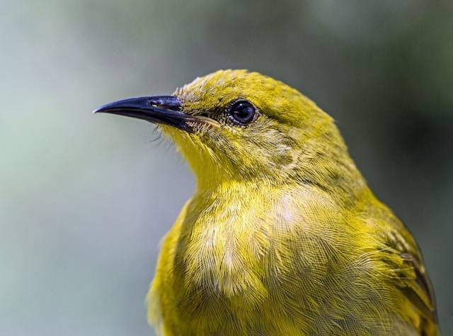 Penyebab Burung Kenari Stres . Foto Hanya Ilustrasi. Sumber Foto: Unsplash.com/David Clode