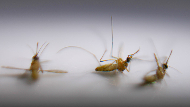 Ilustrasi nyamuk, Jumat (26/4/2024). Foto: Aditia Noviansyah/kumparan