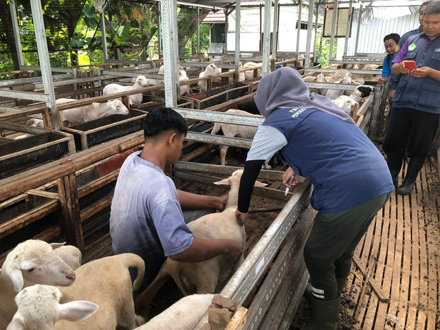 DD Farm Madiun, berlokasi di Jl. Mangga, RT 06 RW 02, Desa Jatisari, Kecamatan Geger Kabupaten Madiun, merupakan salah satu peternakan domba yang ada di Madiun yang dikelola oleh Dompet Dhuafa. Jumlah domba yang ada di DD Farm yaitu 400 ekor, semua domba yang ada di DD Farm itu jantan dikarenakan hanya fokus untuk fatening (Penggemukan)