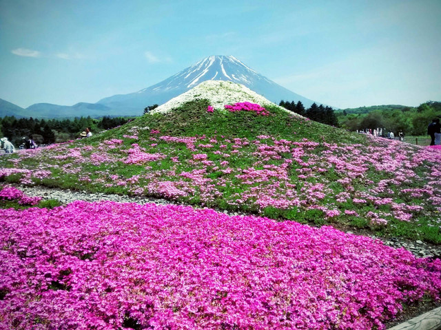 Shibazakura Festival 2024.. Sumber: Unsplash/marco montero pisani