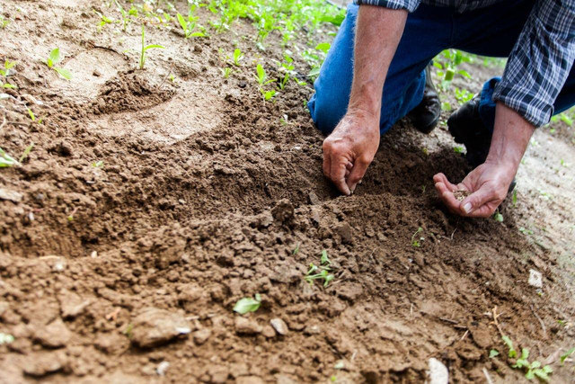 ilustrasi berkebun di musim kemarau (Pexels)