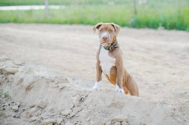 Ilustrasi cara melatih anjing pitbull, sumber foto: Anastasiya Vragova by pexels.com