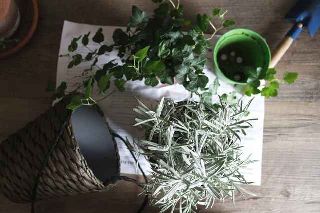 Ilustrasi perbedaan teknik stek dan cangkok. Sumber foto: Unsplash