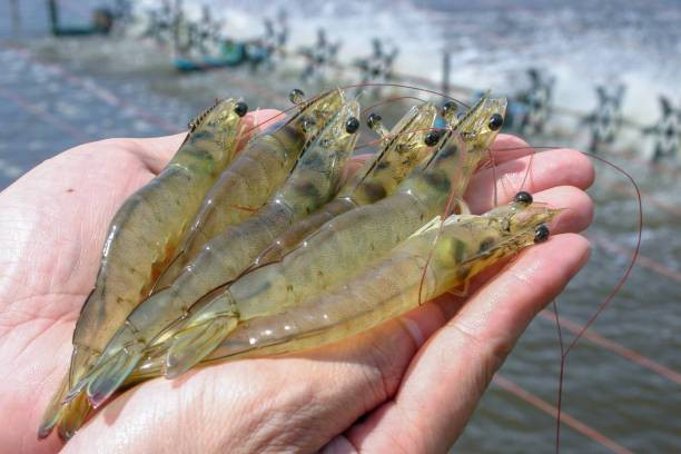 Pembudidayaan Udang. Sumber: pixabay.com